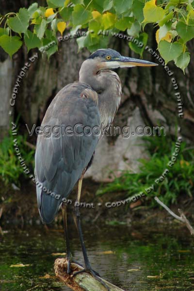 Blue Heron stands on log