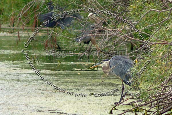 Blue Heron with mate flying in