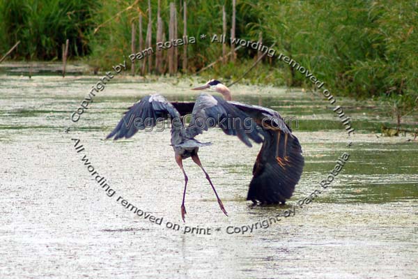 Blue Herons collide as they fly