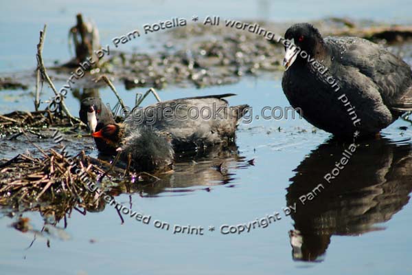 Coots feed their chick