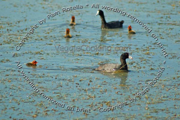 Coots swimming with chicks