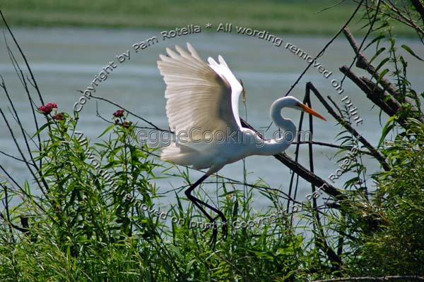 Great Egret lands with extended wings