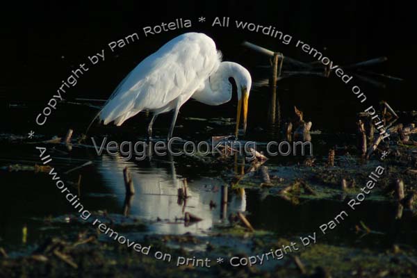 Great Egret in dark water