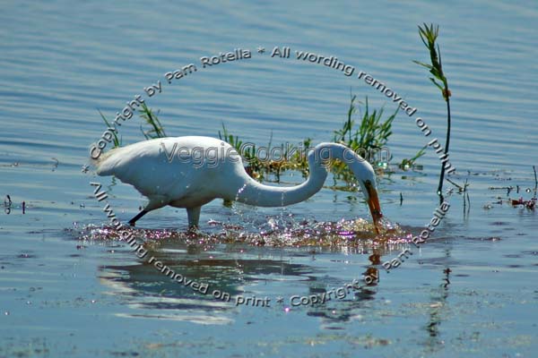 Great Egret fishing in blue water