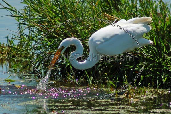 Great Egret catches fish