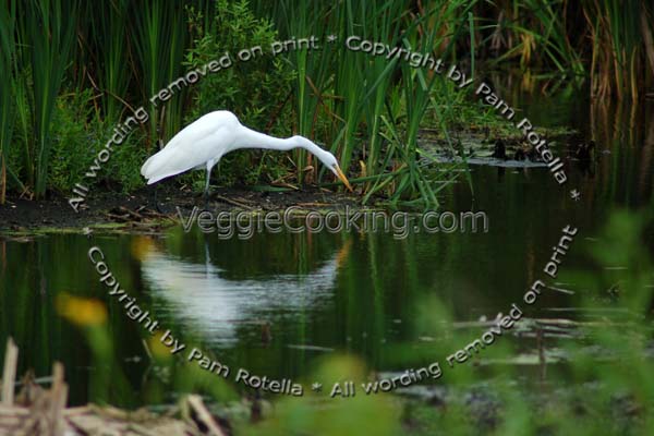 Great Egret watches for fish