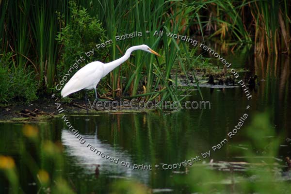 Great Egret hunts beside water