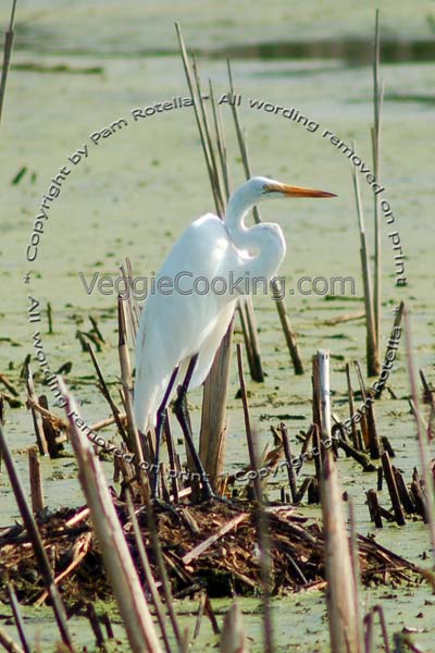 Great Egret portrait on nest