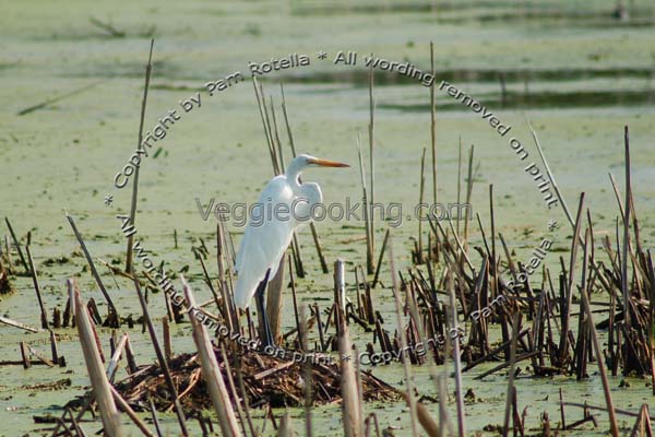 Great Egret stands on nest
