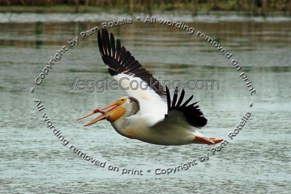 Pelican flying over marsh