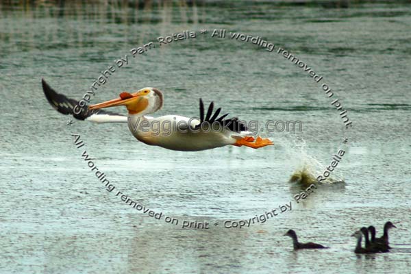 Pelican launching into flight