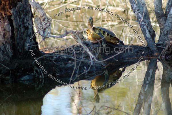 Turtle rests on log
