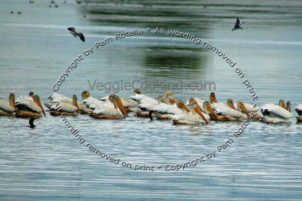 Pelican fish together